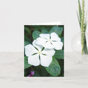 Carte Gouttes de rosée sur v2 blanc