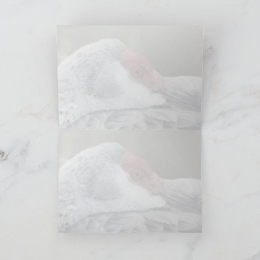 Carte Graine de Sandhill (Intérieur)