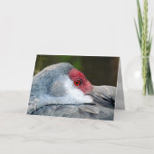 Carte Graine de Sandhill (Devant)