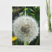 Carte Graines de Dandelion (Devant)