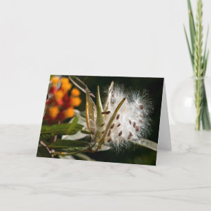 Carte Graines de Milkweed