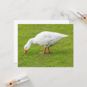 Carte Graissage Emden Goose (Devant/Arrière en situation)