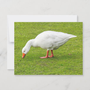 Carte Graissage Emden Goose