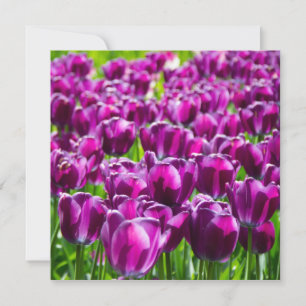 Carte Grand champ de tulipes pourpres