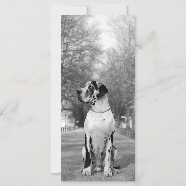 Carte Grand Danois Pictures (Devant)
