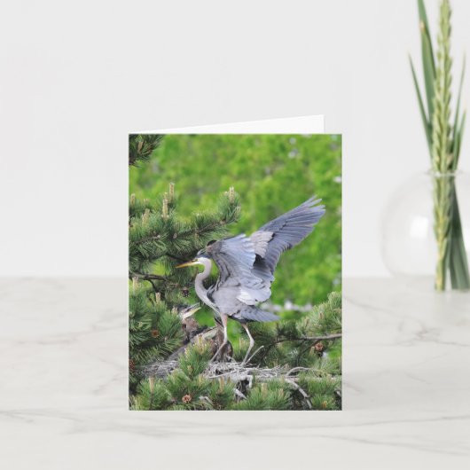 Carte Grand Héron Bleu & Bébés ! (Devant)