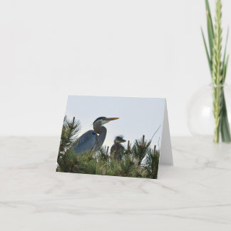 Carte Grand Héron bleu et son Bébé