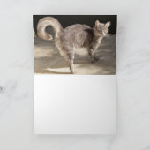 CARTE GRAND PORTRAIT TURQUE CHAT (Intérieur)