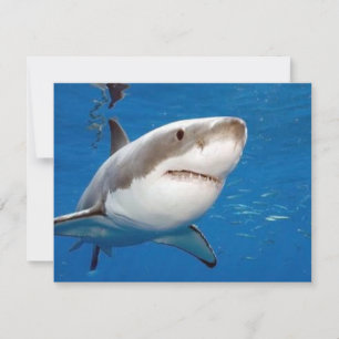 Carte Grand requin blanc