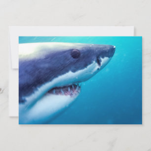 Carte Grand requin blanc Afrique du Sud