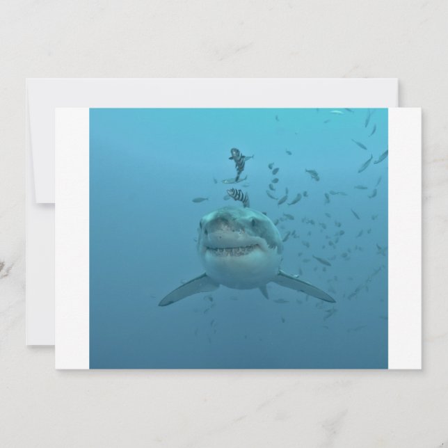 Carte Grand requin blanc Isla Guadalupe (Devant)