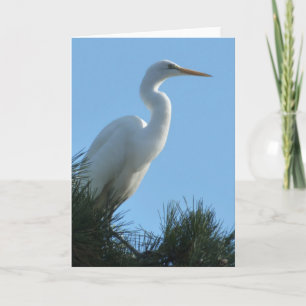 Carte Grande Aigrette en Floride ensoleillée