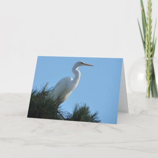 Carte Grande Aigrette en Floride ensoleillée (Devant)