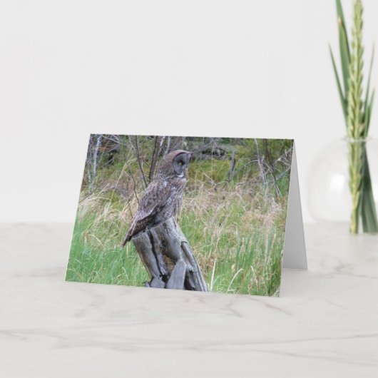 Carte Grande Chouette grise dans la nature (Devant)