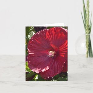 CARTE GRANDE KETMIE ROUGE-FONCÉ, CLOSE-UP/NOTECARD, VIDE