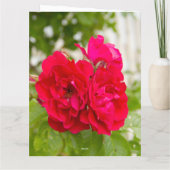 Carte Grandes roses rouges dans le jardin (Dos)