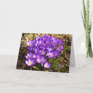 Carte Grappe de Crocus pourpres Floral de printemps
