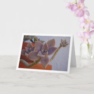 Carte Graptopetalum Paraguayense, plante fantôme Succule