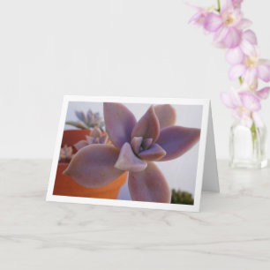 Carte Graptopetalum Paraguayense, Plante grasse fantôme