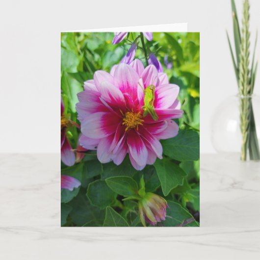 Carte Grasshopper sur Dahlia Flower (Devant)