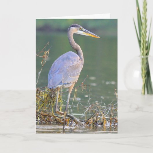 Carte Great Blue Heron Nature Faune Anniversaire (Devant)