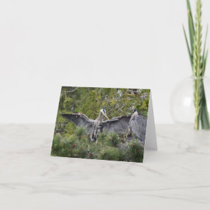 Carte Great Blue Herons et leurs bébés