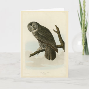 Carte Great Cinereous Owl from Audubon Birds of America