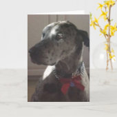 Carte Great dane (Fleur jaune)