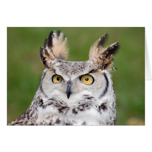 Carte Great Horned Own 2 (Devant horizontal)