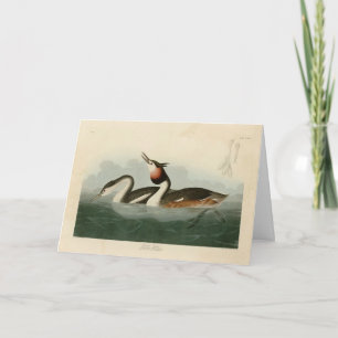Carte Grèbe à l'agneau - Les oiseaux d'Amérique d'Audubo