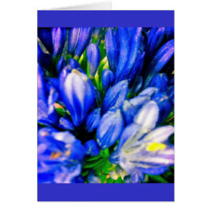 Carte Greeing vierge de bel Agapanthus bleu