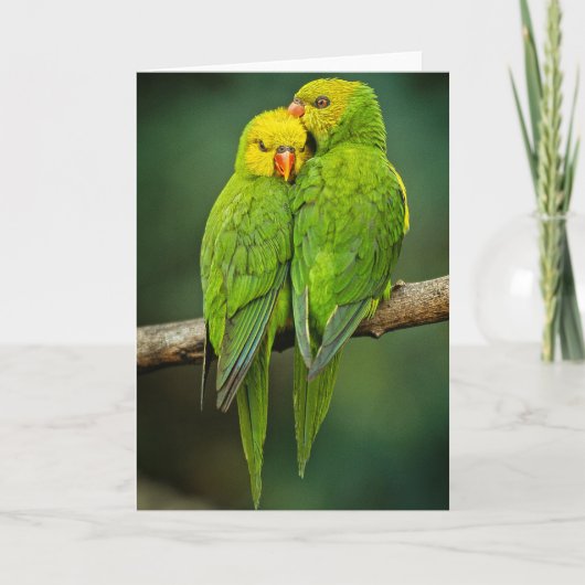 Carte Green Parrots Love Birds Photography (Devant)