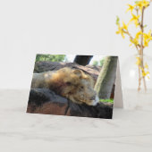 Carte Greetin Lion dormant (Fleur jaune)