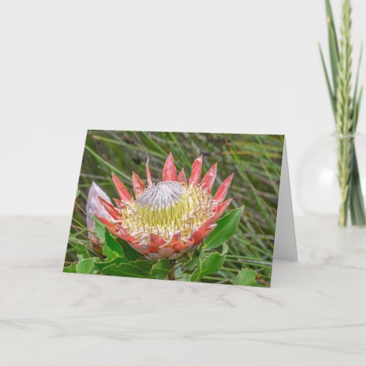 Carte Greeting Card - Beautiful Protea (Devant)