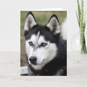 Carte greetingcard husky
