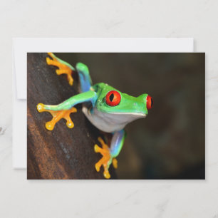 Carte Grenouille à yeux rouges tropicale - Agalychnis Ca