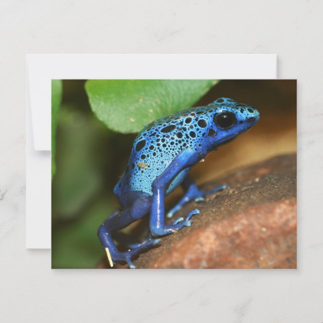 Carte grenouille bleue (Devant)