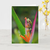 Carte grenouille d'arbre de Rouge-oeil, Costa Rica 2 (Fleur jaune)