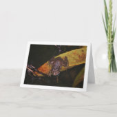 Carte Grenouille en portrait d'étang (Devant)