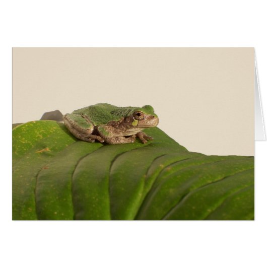 Carte grenouille, grenouille sur une grande feuill (Devant horizontal)