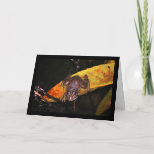 Carte Grenouille Ibérique sur une feuille