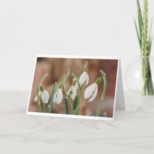 Carte greting card snowdrop without text