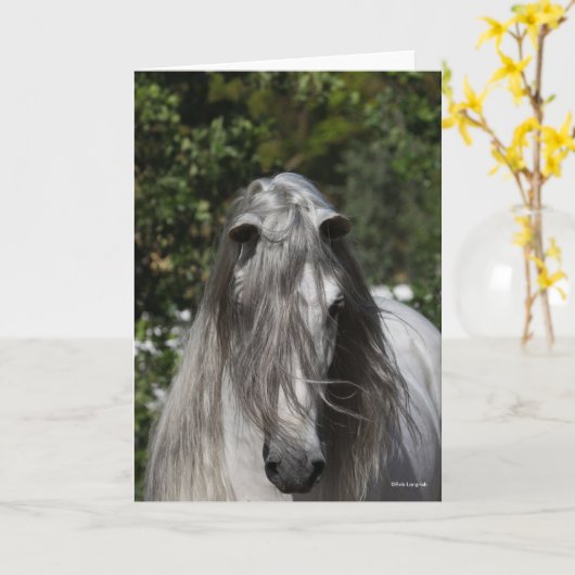 Carte Grey Andalucian Stallion Headshot Long Mane (Fleur jaune)