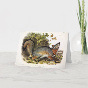 Carte Grey Fox / Grey Fox Audubon's American Quadrupeds