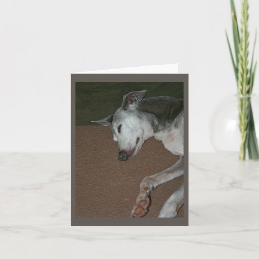 Carte Greyhound italienne #2 (Devant)