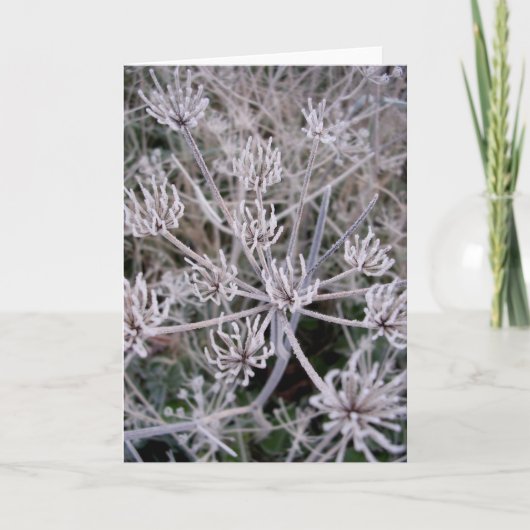 Carte griffes d'hivers (Devant)