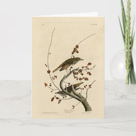 Carte Grive d'ermite des oiseaux d'Amérique d'Audubon (Devant)