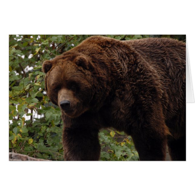 Carte Grizzly Bear-005 (Devant horizontal)