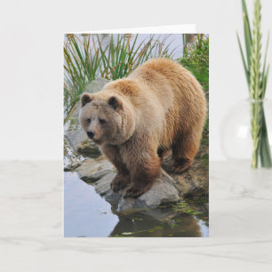 Carte Grizzly Oear Wildlife Animal Photographie