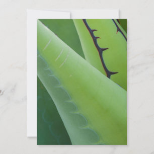 Carte Gros plan d'Agave